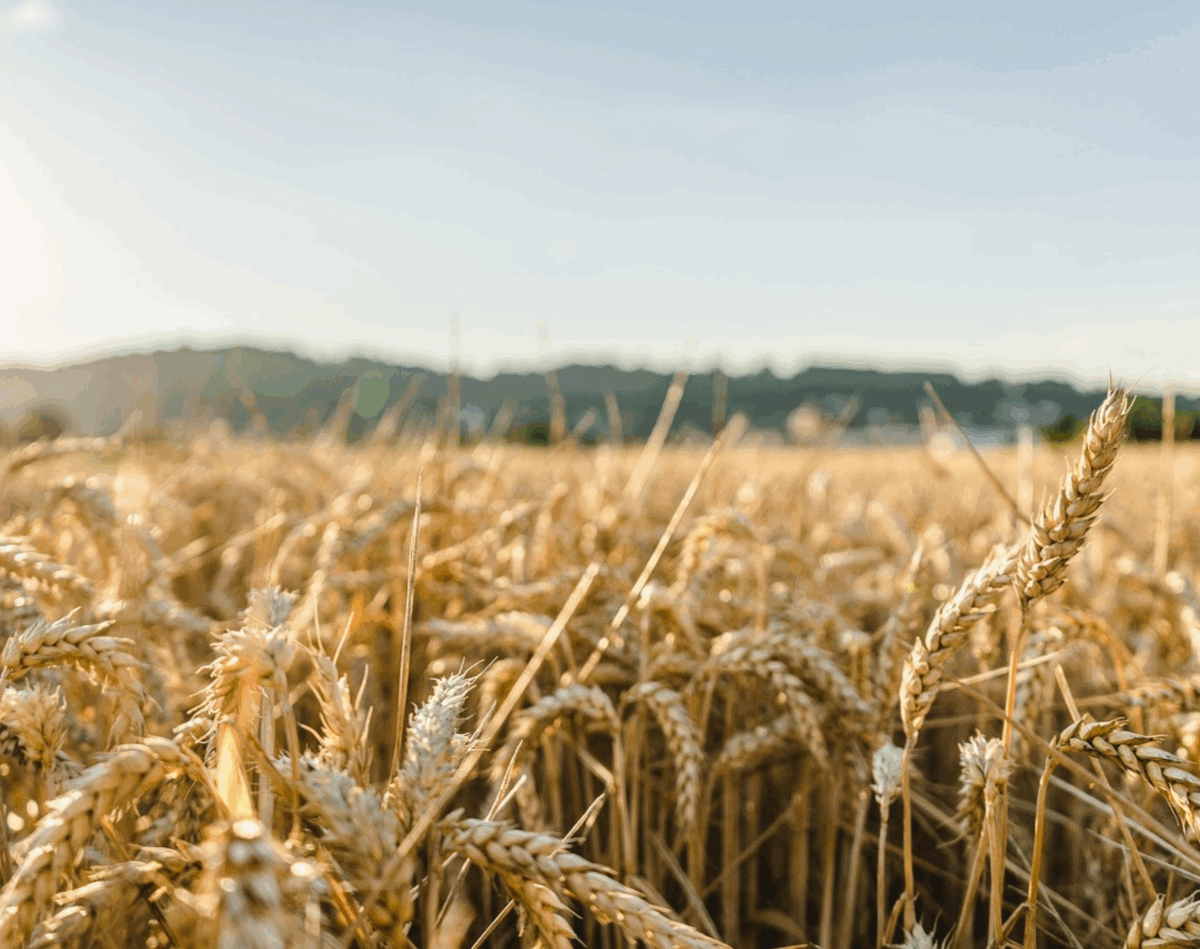 Transformation du système agroalimentaire :  notre alimentation  demain