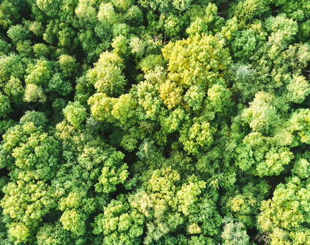 Journée Renaturation et Biodiversité en Hauts-de-France